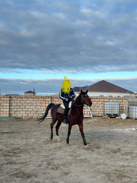 Агылшын Донен 3 жас