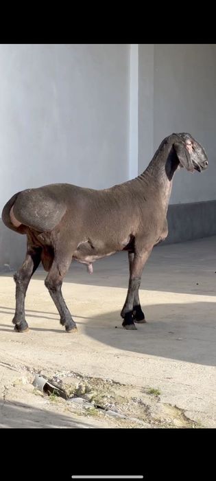 Qoy qochqorlar aqiqa va marosimlar uchun