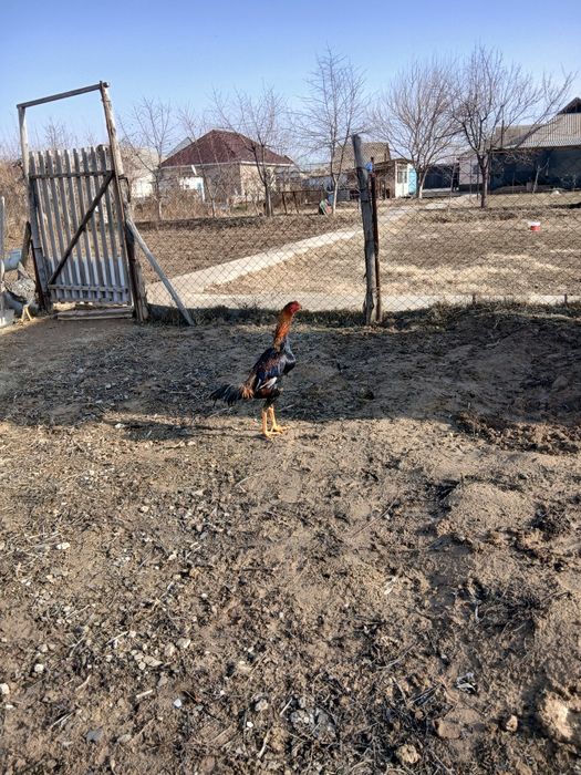 Дакан қораз сатылады