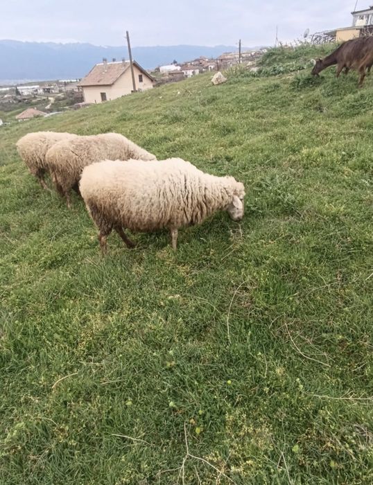 Продавам 3 овце и 2 големи ягнета 0876711445