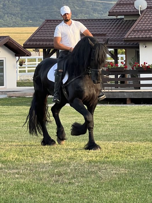 Armăsar Friesian Top Frizian