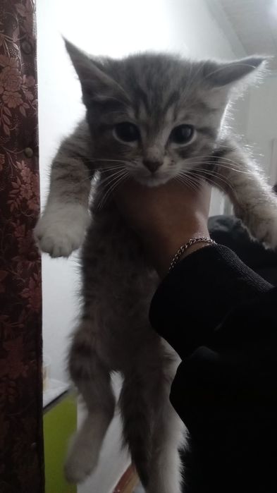 Котёнок девочка!!