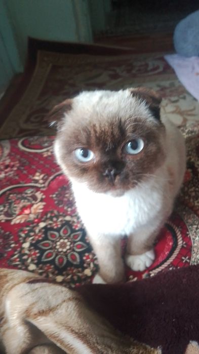 Mushuk sotiladi scottish fold