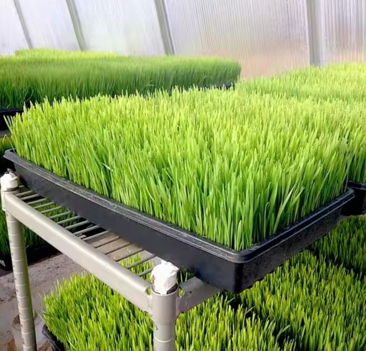 ГИДРОПОНИКА махсулотлари