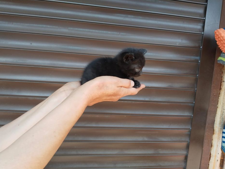 Котята (осталось 4)