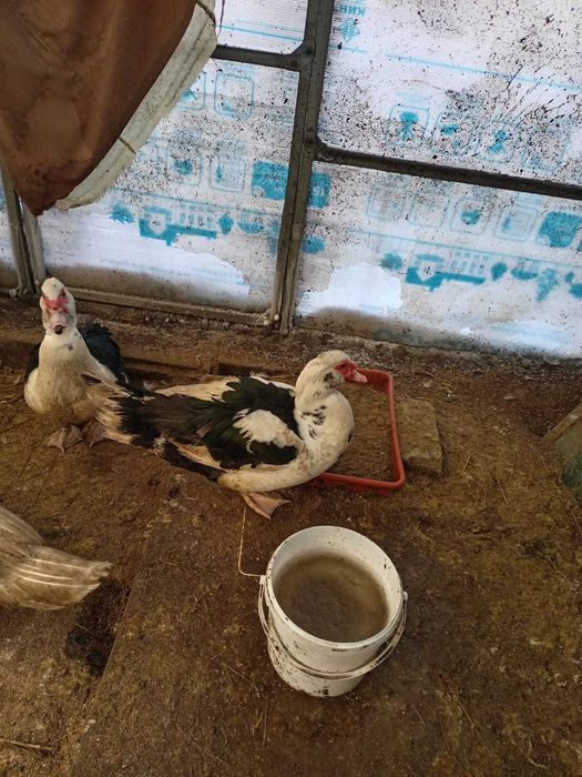 Индоутки селезни от 9 месяцев