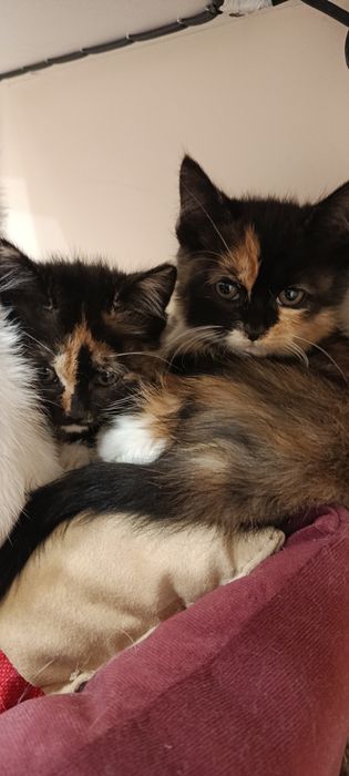 Котята трёхцветные