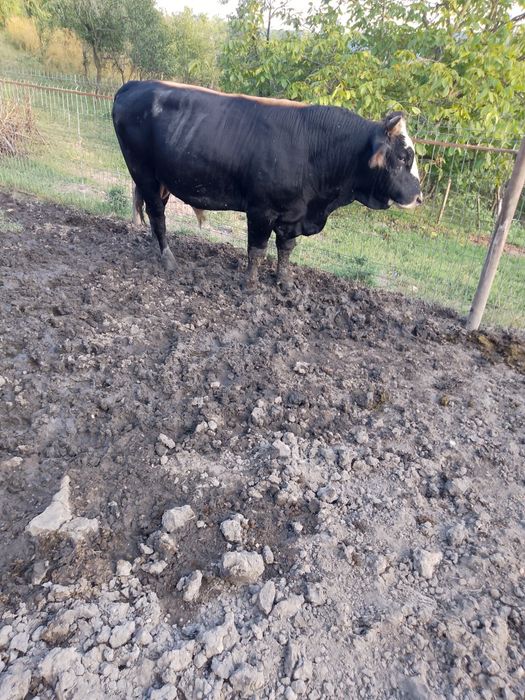 Vând taur cu vârsta de 1 an și 3 luni