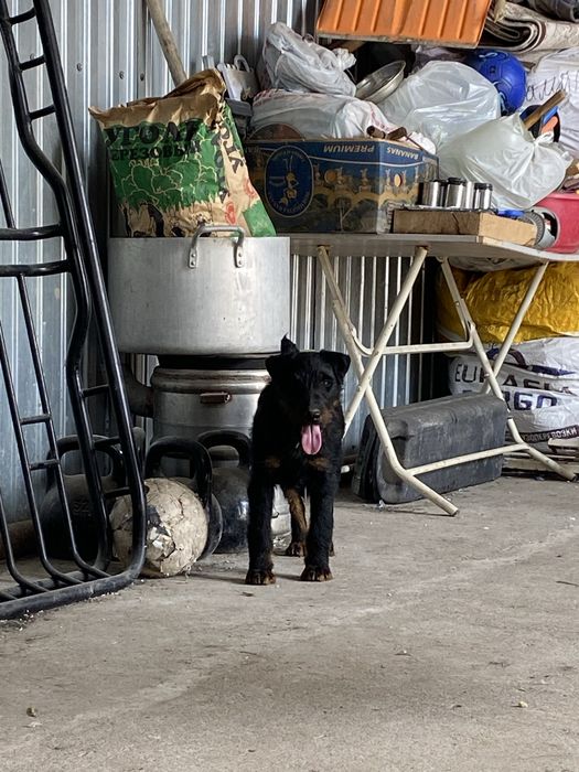 Кобель ягдтерьер для вязки