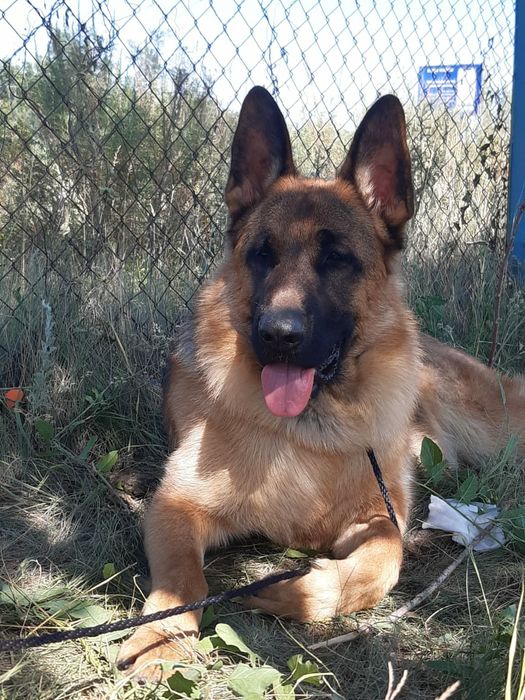 Вязка немецкой овчарки