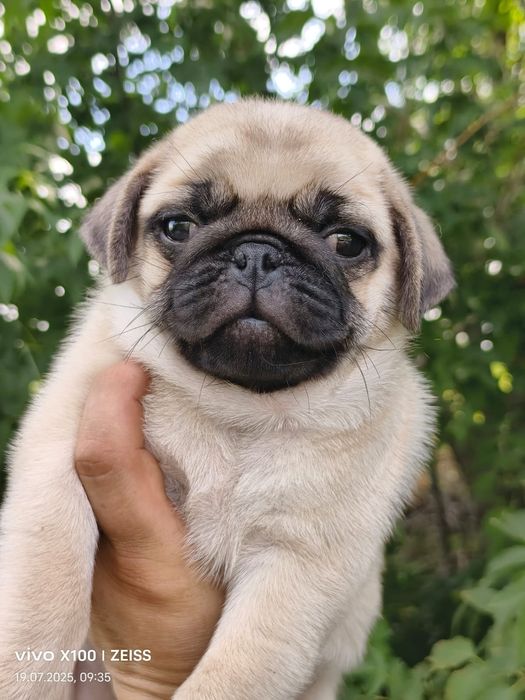 Очаровательные щенки мопса.