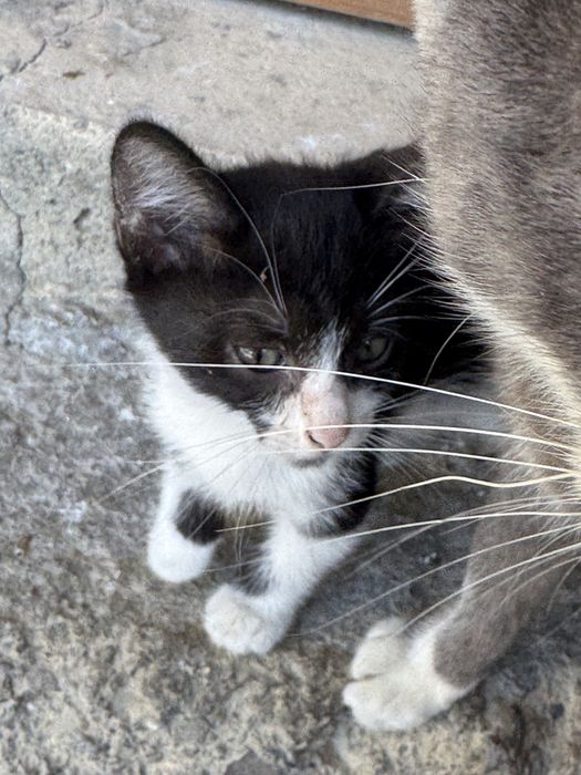 8 котят ищут новый дом!