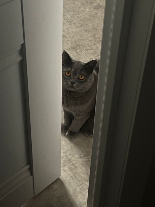 отдам в хорошие руки добрую кошечку