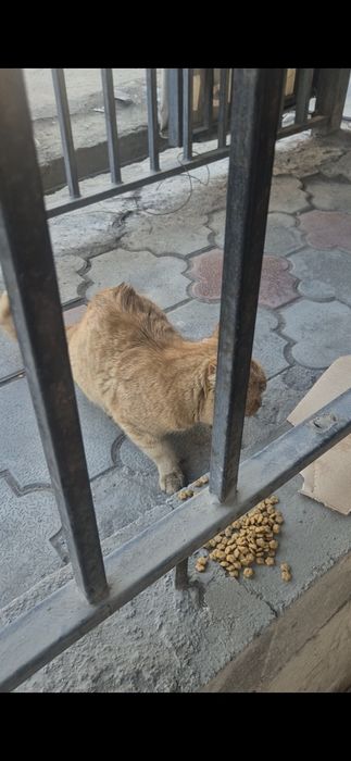 Кто потерял кота