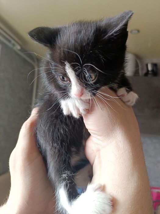 Отдам котят в добрые руки