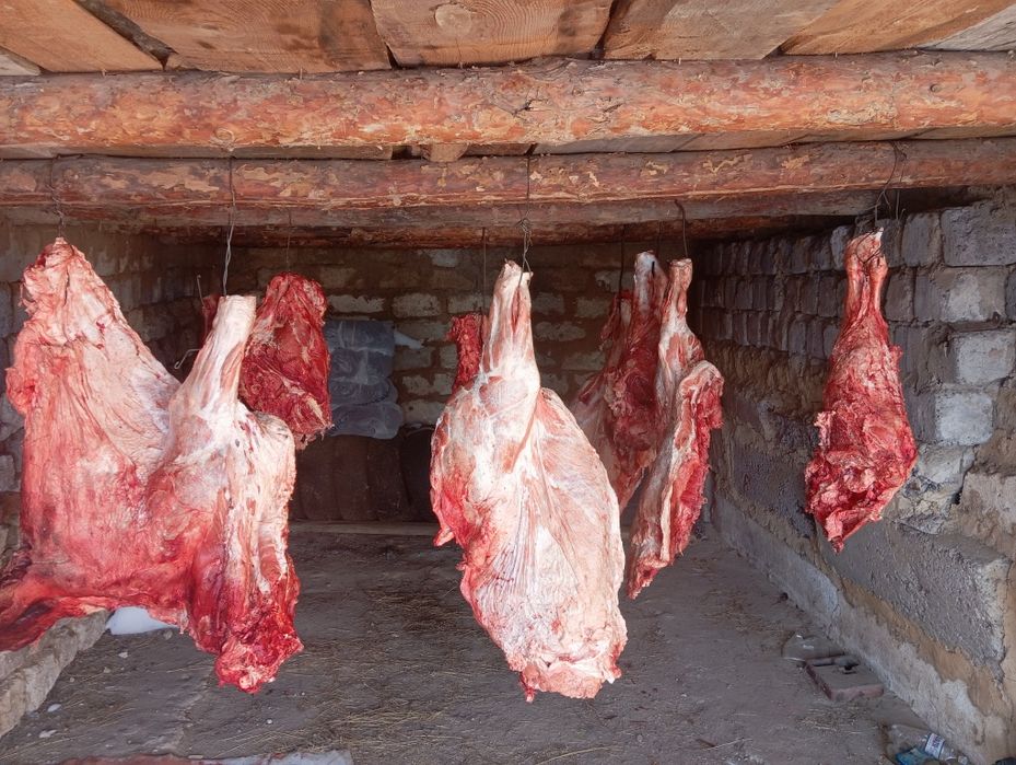 Говядина молодняк