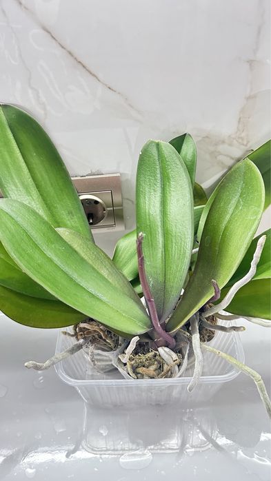 Орхидеи по 2500т