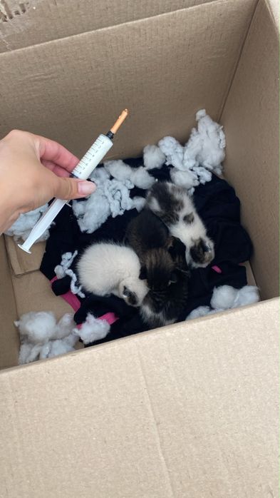 Бесплатно отдаем котят