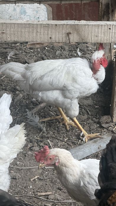 Петухи домашние