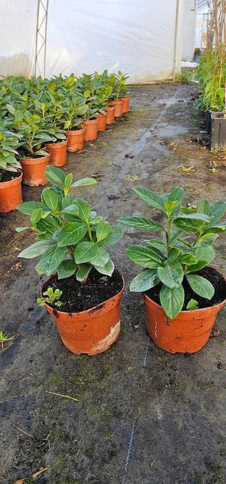 Лавровишна "Новита"