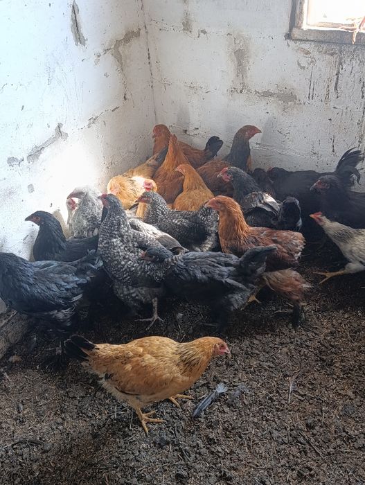 Продам молодых курей