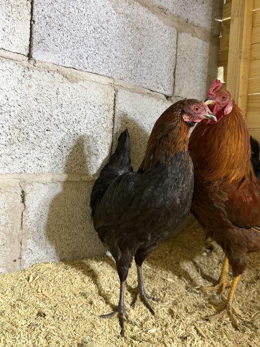 продам пару карликов