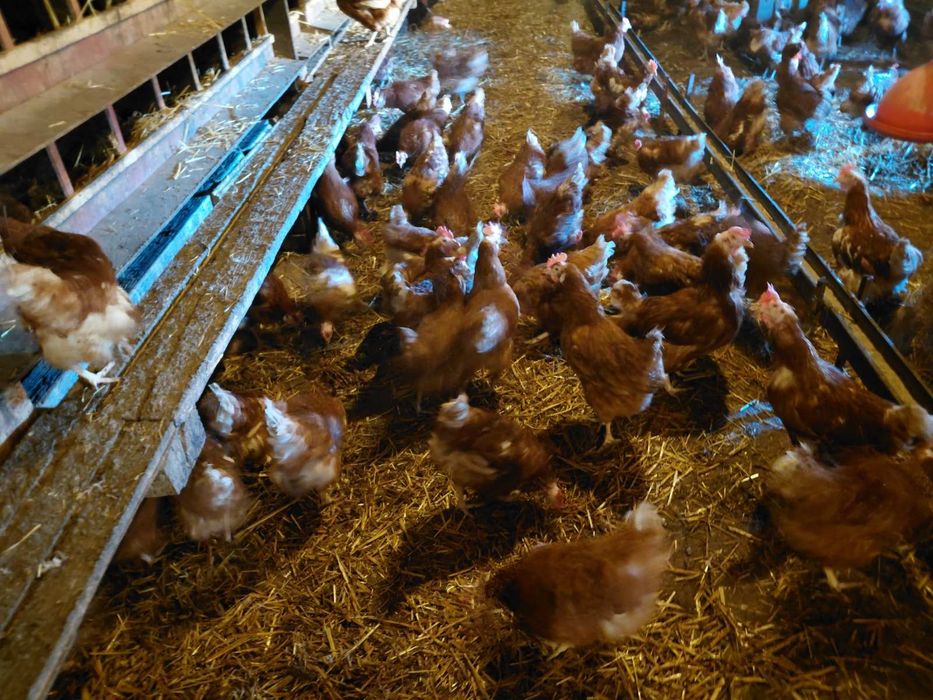 Продавам кокошки носачки ломан Браун за яйца на 1 година