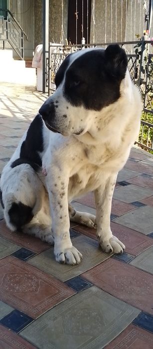 Вязка САО алабай(тобет)