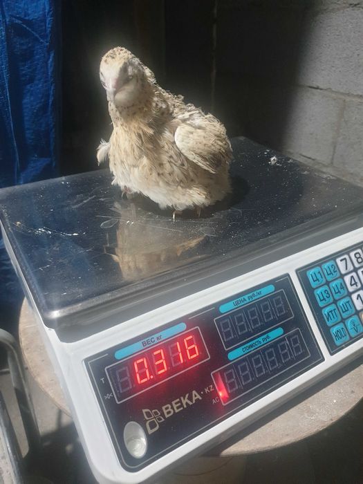 Инкубационнын перепелинные яйца