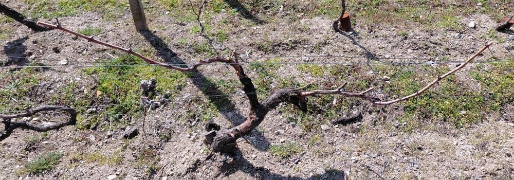 Резитба на овошки лозя асми и др. 2лв по договаряне