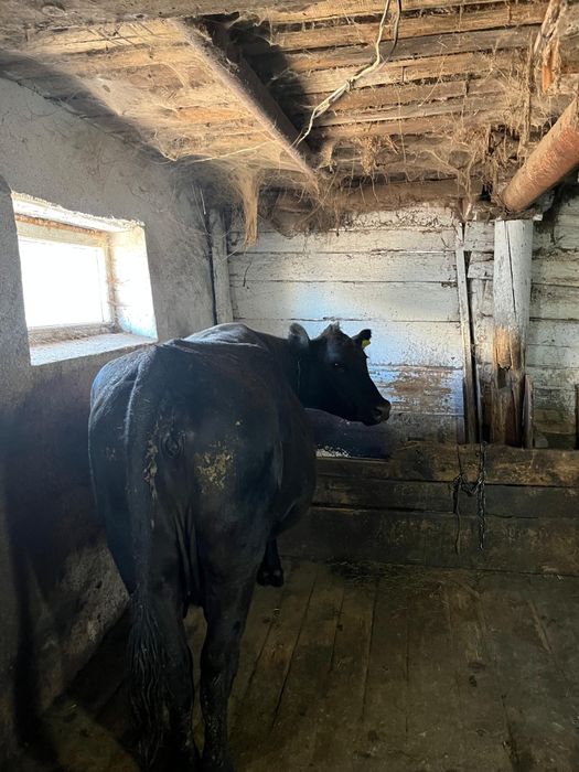 КРС на мясо на откорме