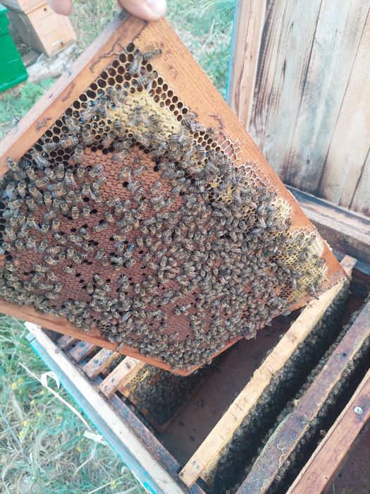 Пчел пчеловодства