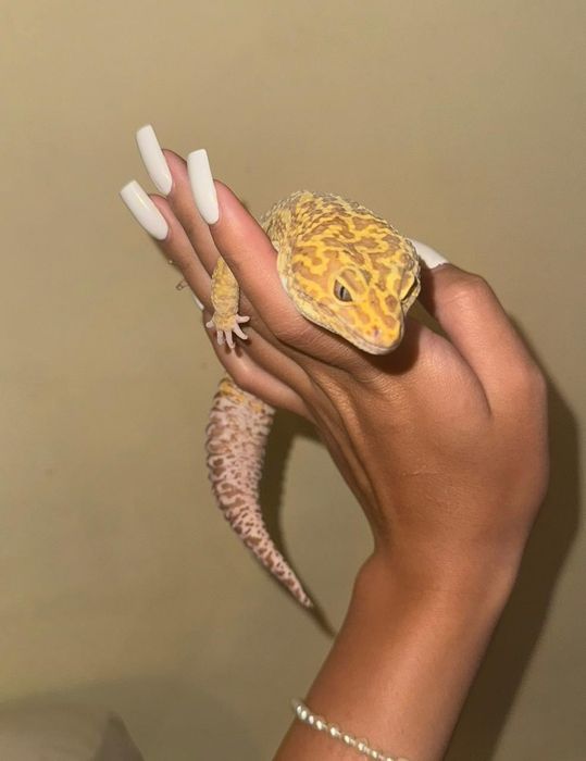 Эублефар Морфа Rainwater Albino