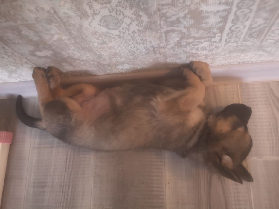 Щенок на пристройство