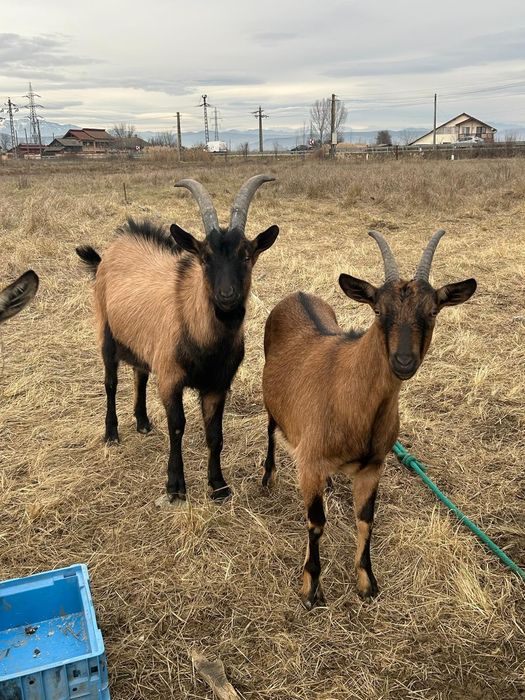 Vând țap alpin de anul acesta