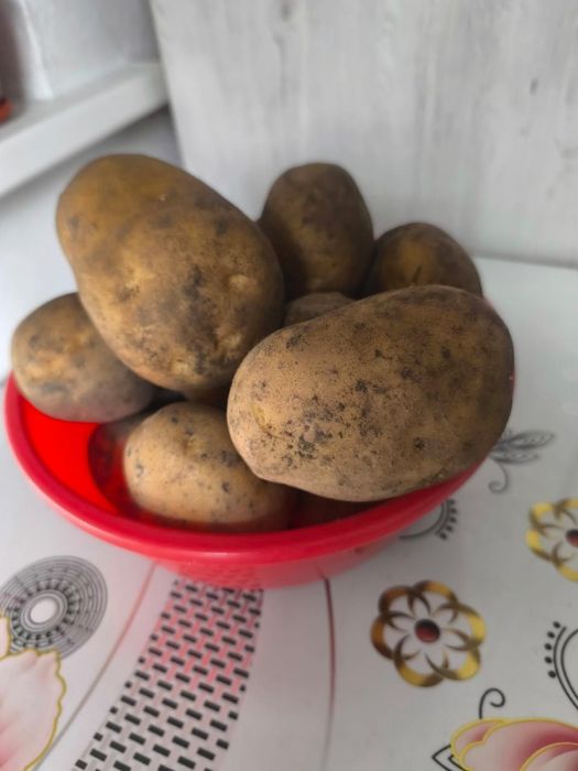 Продам картофель домашний