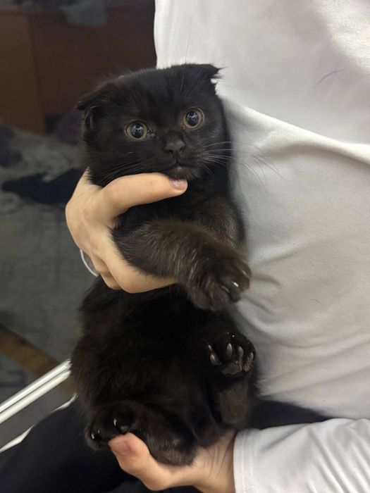 Висло ухо британский