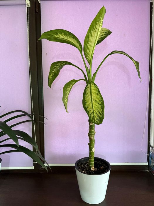 Домашние цветы .