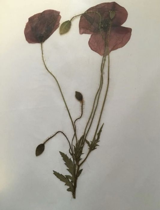 Ierbar scolar plante