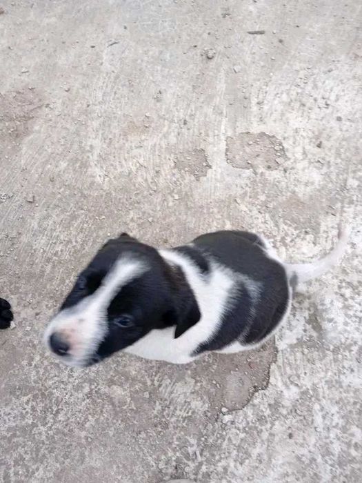 Подаряват се кученца на 3 месеца