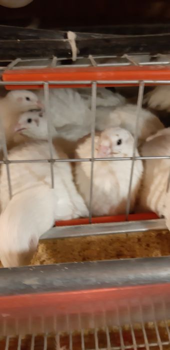 Oua prepelita consum si incubat