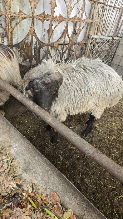 Qo'lar sotiladi.lllllll