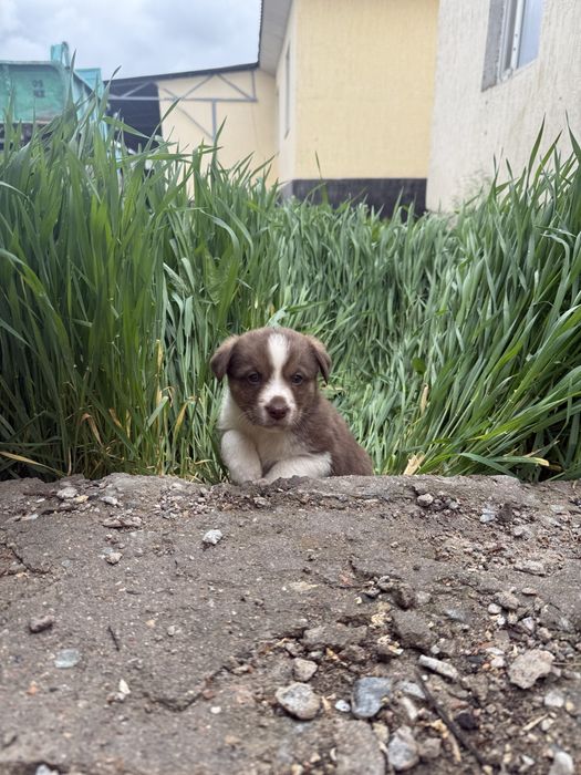 щенята  очень ласковые игривые полтора месеца