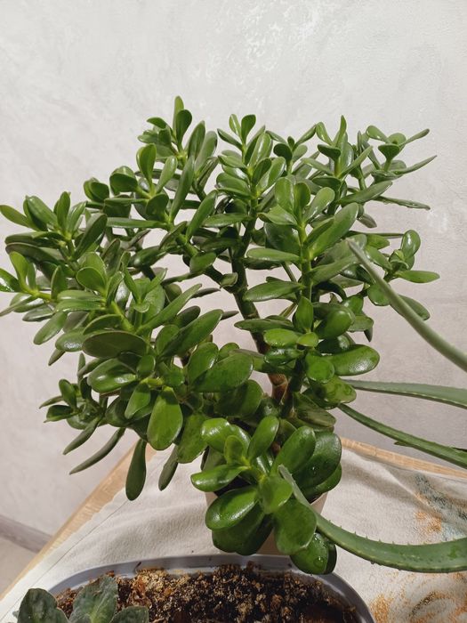 Продам домашние цветы