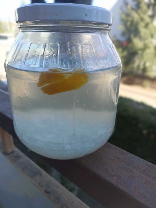 Chefir de apă foarte mari, ciupercă japoneze 100-120 g.