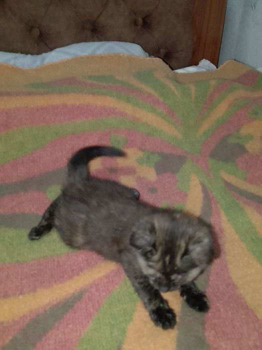 Отдам котят в добрые руки