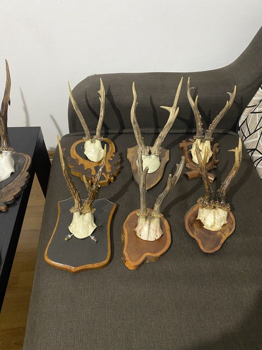 De vanzare  panoplii coarne de cerb