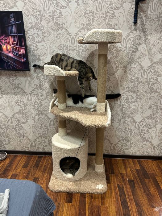 Домик для кошек. Когтеточка высокая качеств. Большой выбор когтеточек