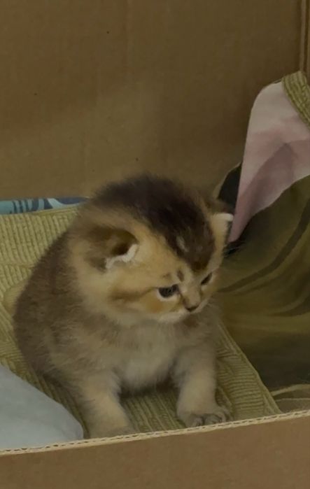 Котенок шиншила