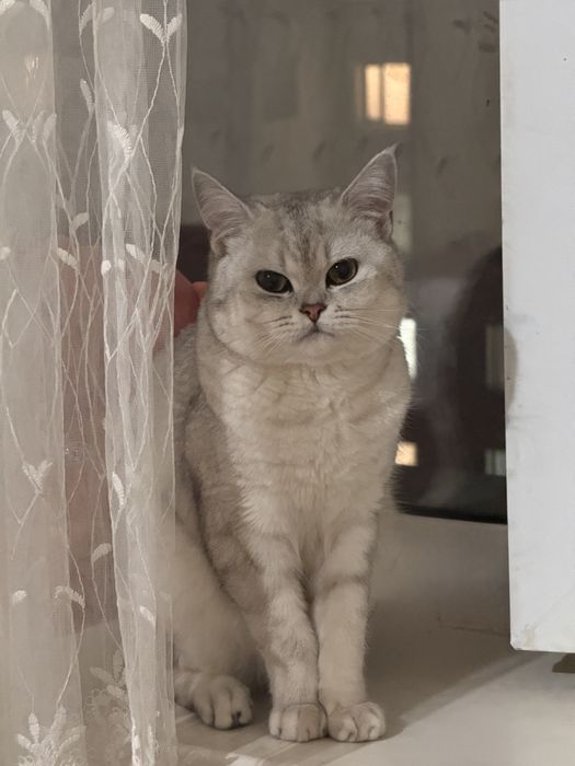 кот в добрые руки